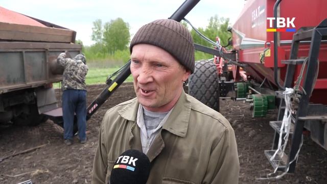Царицу полей привечают в хозяйстве Искитимского района