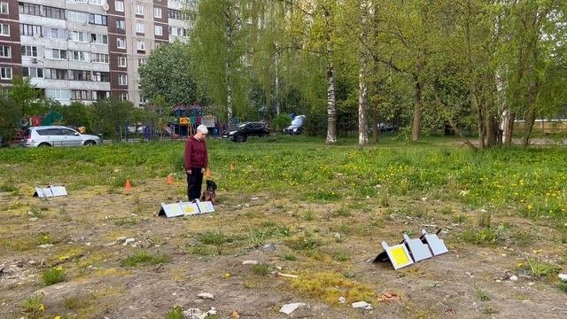 РО дебют Казначеева Яна и АМБЕР ХОУП КВАРЦ Кубок Панды по ралли обидиенс 2025