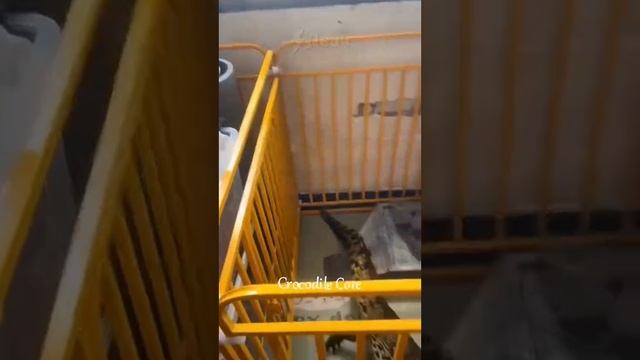 КРОКОДИЛЫ ЛУЧШИЕ ПИТОМЦЫ