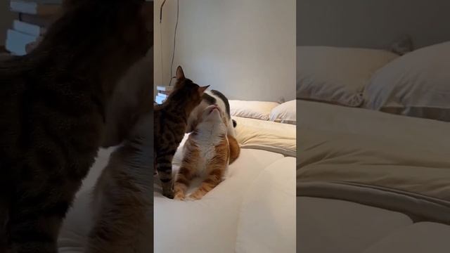 Наш TG https://t.me/liveofcats