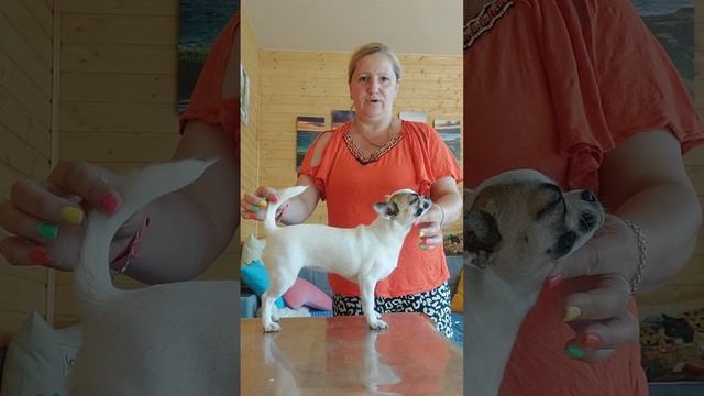 130 тыс руб Афина Елисеевна продажа чихуахуа ркф 6 месяц