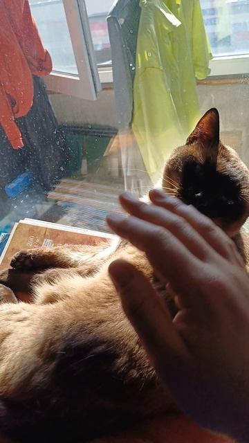 Сиамская кошка.