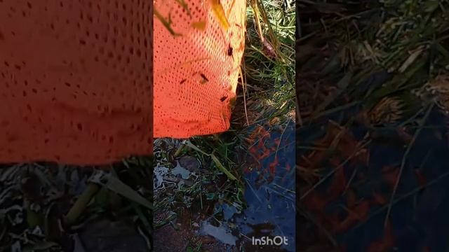 крутой Сэм-мы покажем как ловить улиток