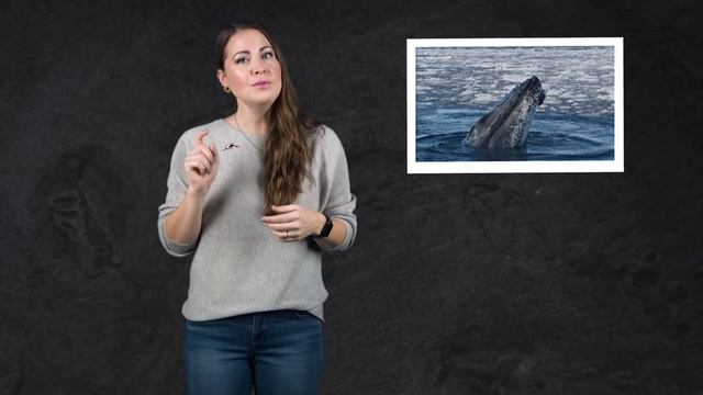 Почему исчез мегалодон?