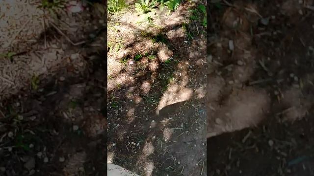 не продают лимонад в магазине
