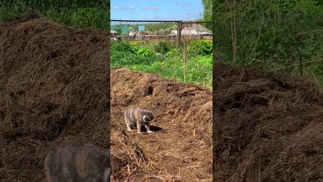 Животные VS огород🐓🌱
