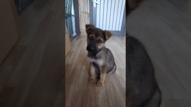 Как щенок изменился за 1 месяц #cute #puppy #dog #собака #щенок