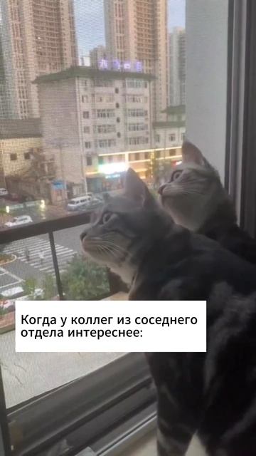 Будни коллег всегда интереснее 😹