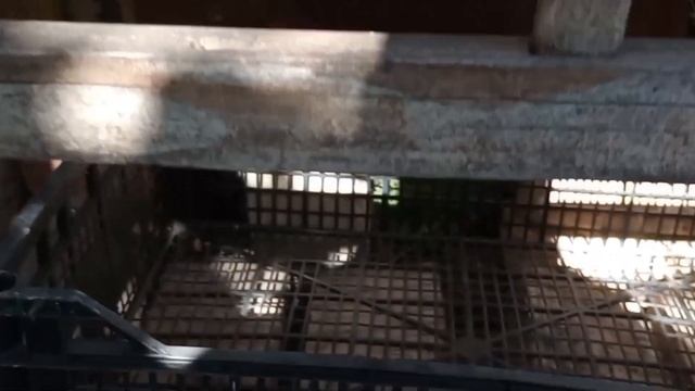 Как быстро сделать простую будку для собаки из подруч?
