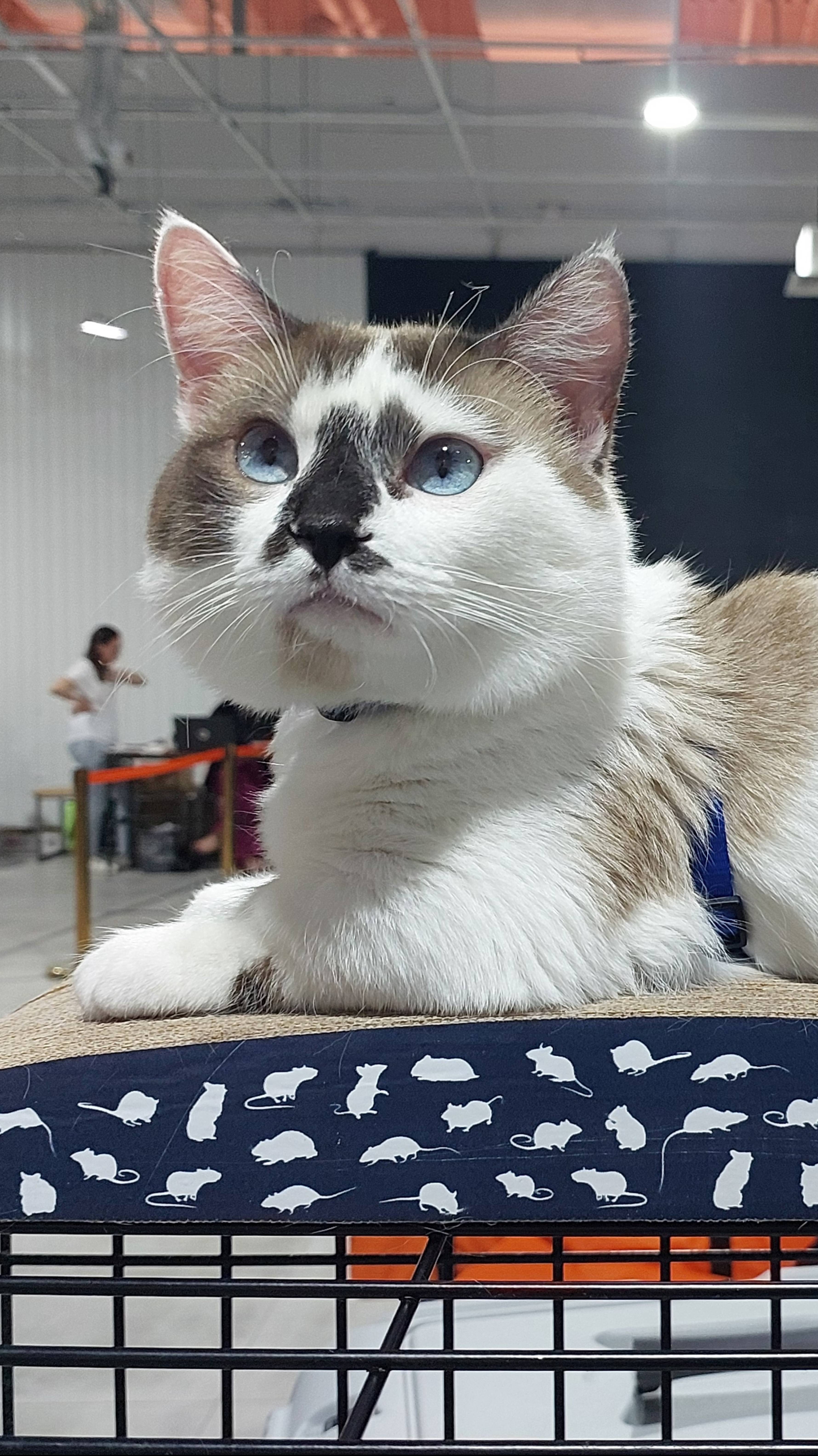 Котята породы манчкин с документами.