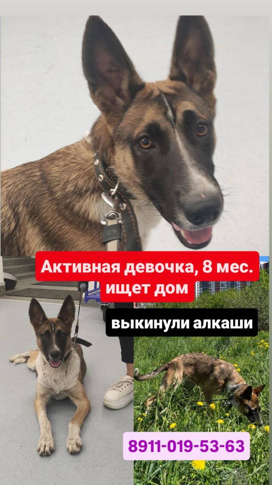 Щенок Беатриче охраняет. Она ищет дом! Срочно! Алкаши отдали узбеку, тот выкинул. Петербург