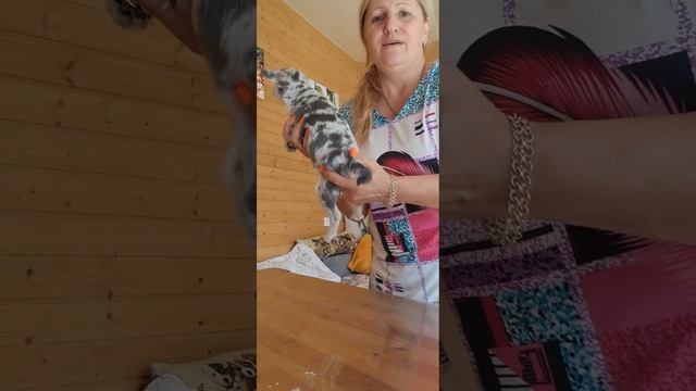 МАНТРА ТАРАНТИНОВНА Окрас голубой мерле чихуахуа пит?