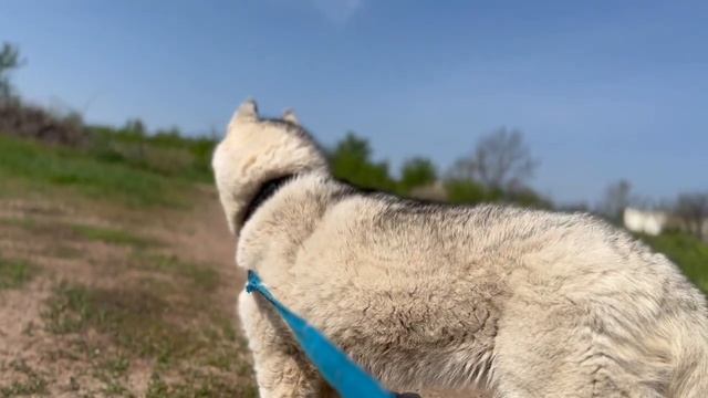 Тунг тунг сахур (Хаски Энигма)