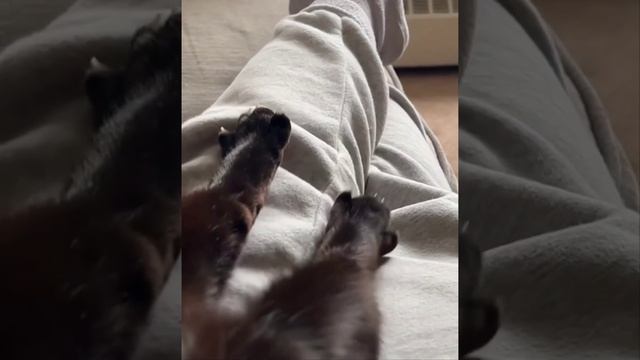 Наш TG https://t.me/liveofcats