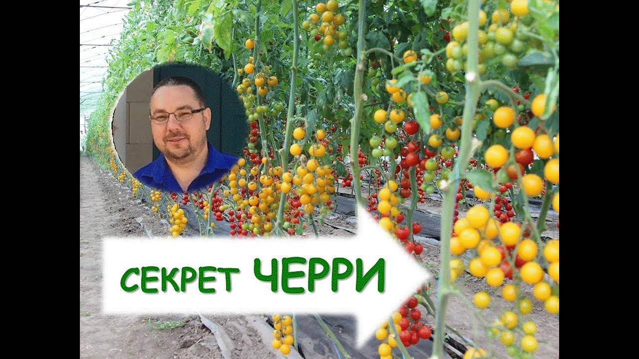 Как вырастить томаты черри Секреты возделывания.