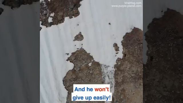 упорство медвежонка