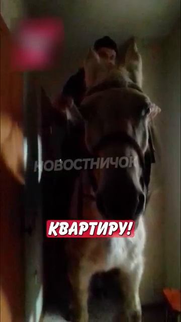 Новостничок (480)