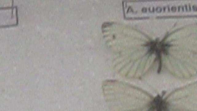 MVI_3559