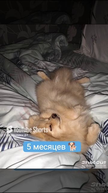 #Жорик 🐶💜