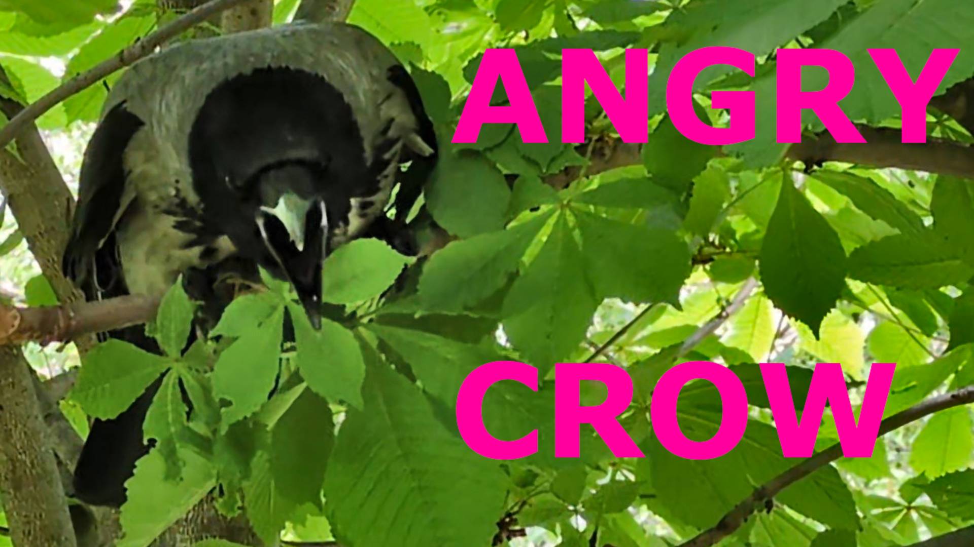 Angry Crow Chases, Caws and Breaks off Twigs