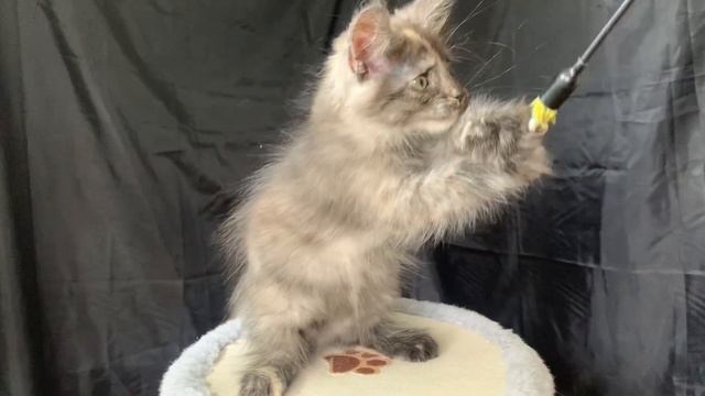 Котёнок мейн-кун Феличита 2 месяца