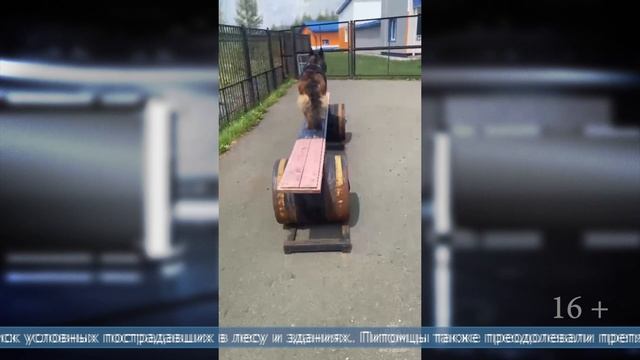 22.05.2025На Сахалине пушистые спасатели оттачивают навыки действий в различных ситуациях