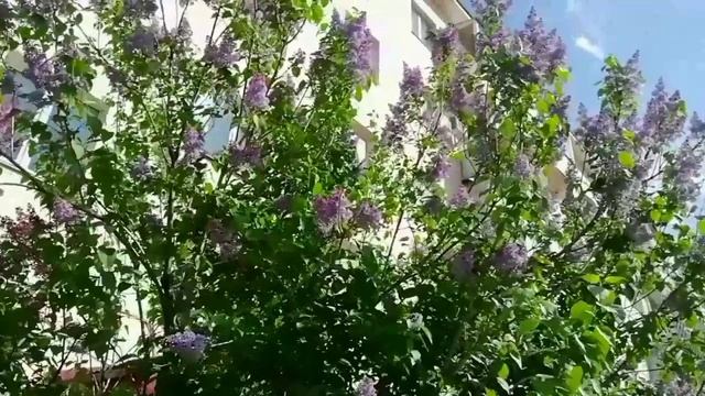 Обдуваемая ветром, к небу тянется сирень