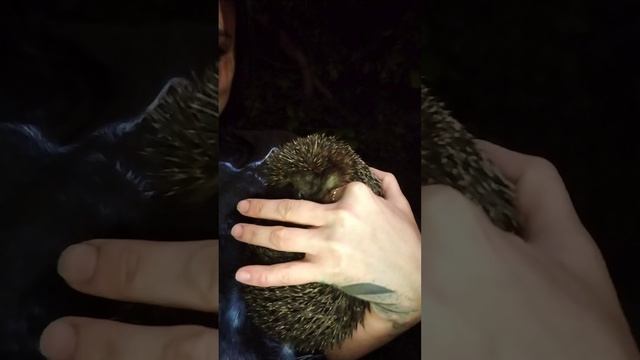 Ночной гость