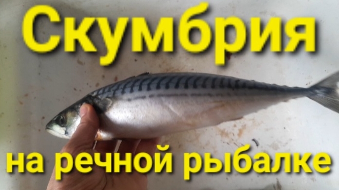 Скумбрия на речной рыбалке.