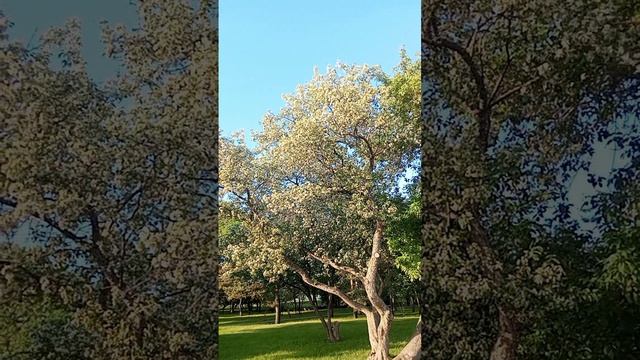 Прогулка по набережной Новосибирск