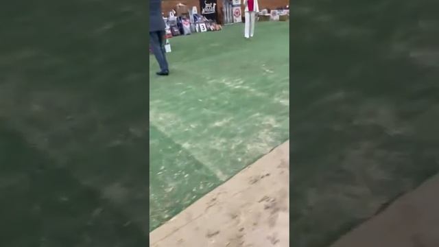 Южноафриканский бурбуль Джелани. Лучшая собака выста?