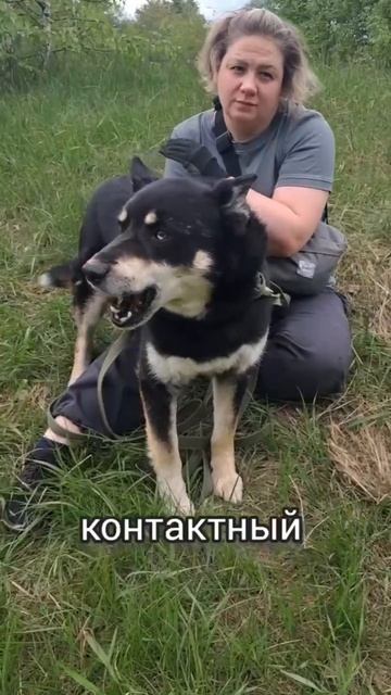 Шафран из приюта ищет дом /Москва, Некрасовка