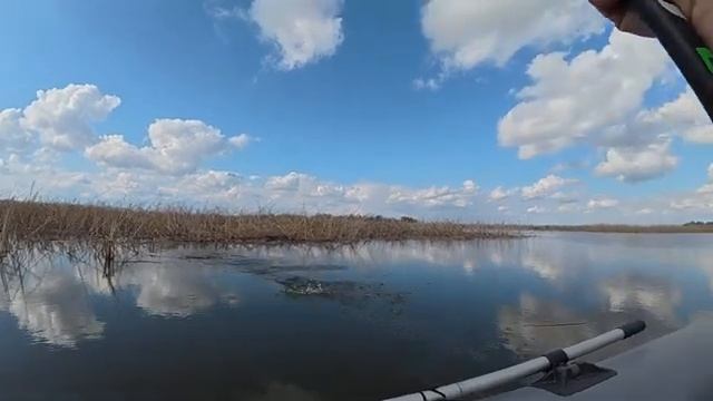 Ловля сазана и крупного карася на поплавок в зарослях камыша. Рыбалка на удочку