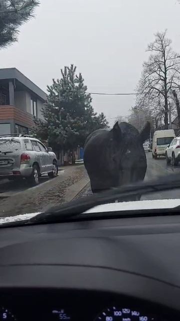 Лошадка. Первый снег.