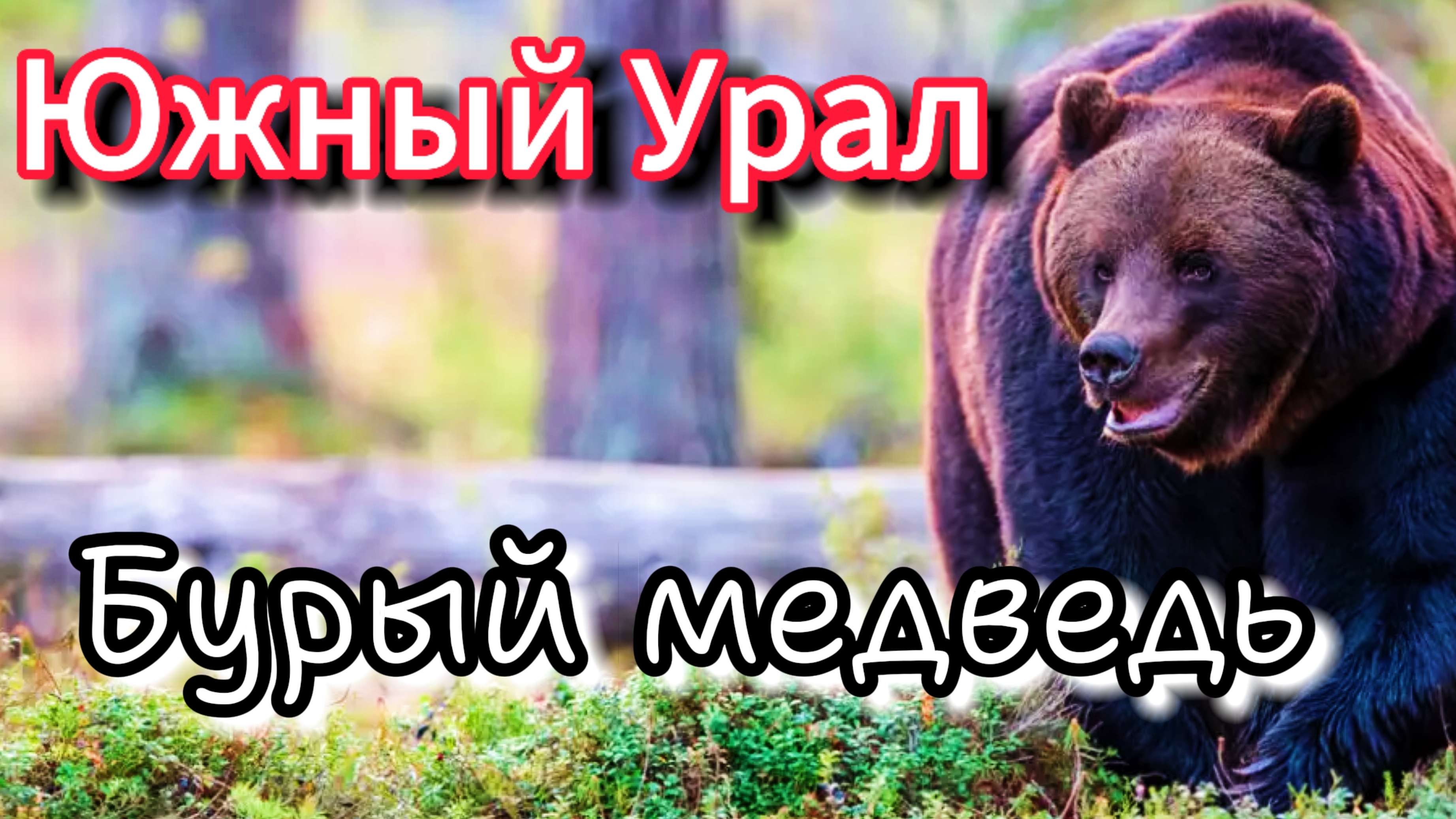 Урал (бурый медведь) часть 1