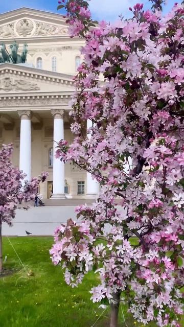 Розовые яблони у Большого театра. Москва