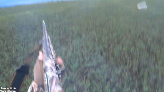 Охота на перепела с курцхааром! Чарли снова в деле!