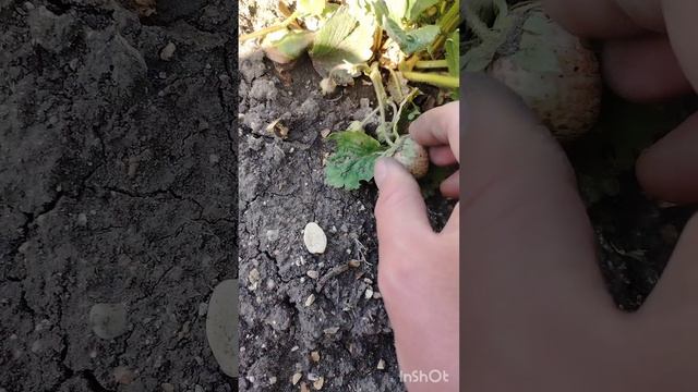 #настоящая_клубника_22_05_2025_анапа