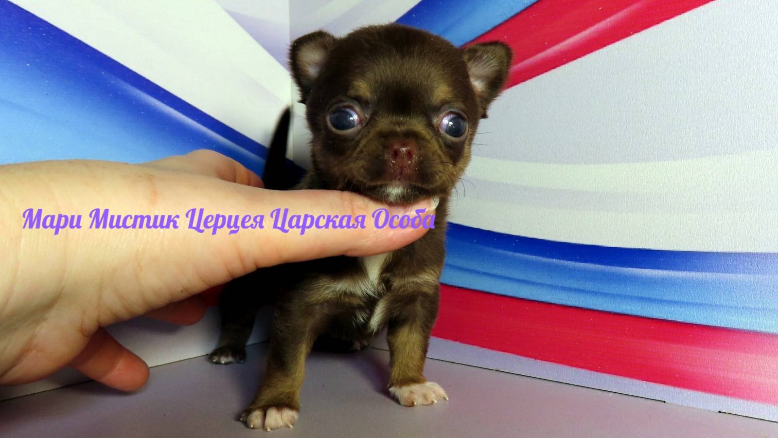 #СКИДКИ_на_МИНИ_чихуахуа Др 24.01.25 папа Леон Др 08.02.25 папа Пряня #купитьчихуахуа 89215950848