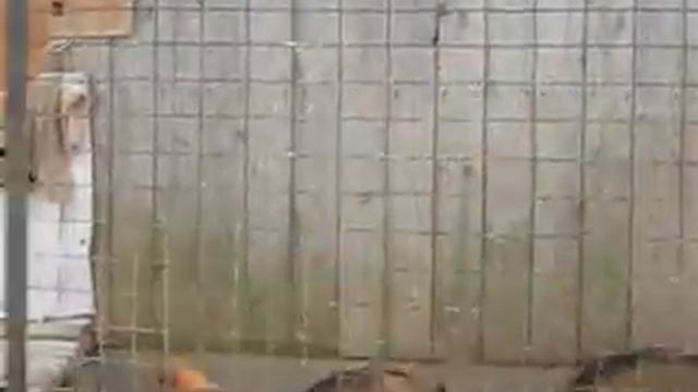Черные и зонарные щенки рабочих линий