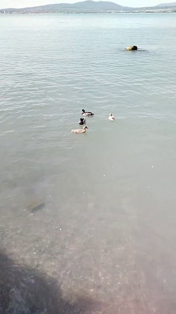море