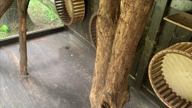 Еженедельное про белок.Одуванчики в ход пошли