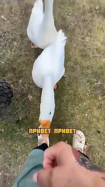 Павлов Family (278)