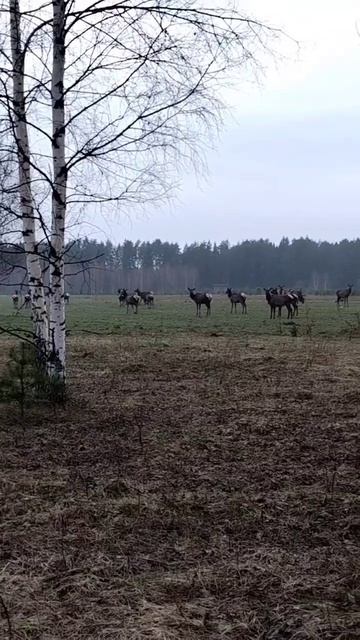 Красивые и гордые