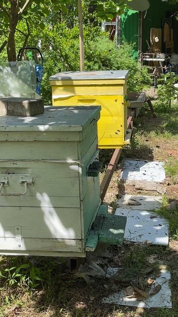 Сочи. Пасека Беляевых. 23 мая 2025