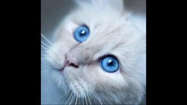 ◦•●◉✿💔песня котороя на 100% вам не понравится💔✿◉●•◦