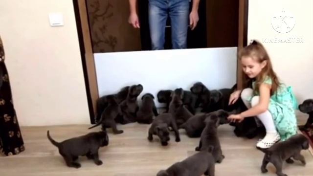 Собака рожает, но ветеринар понимает, что это были вов?