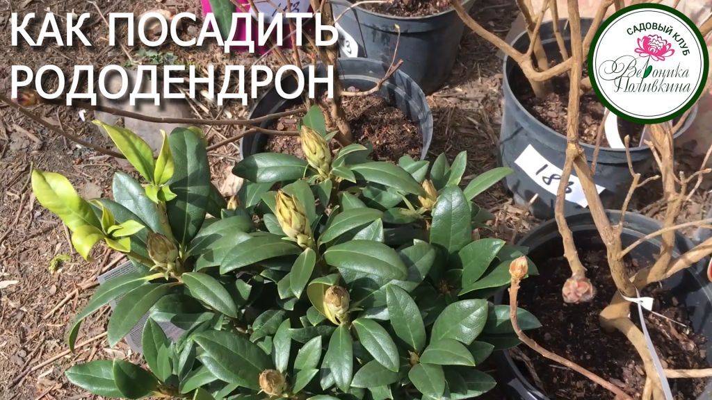 Рододендроны. Секреты правильной посадки.
