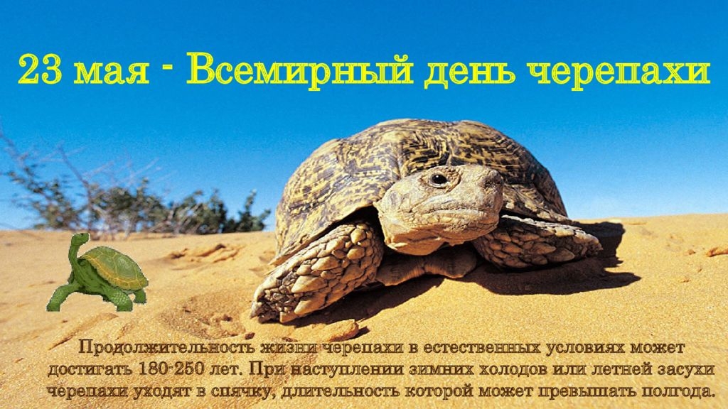 23.05.25 - Всемирный День черепахи