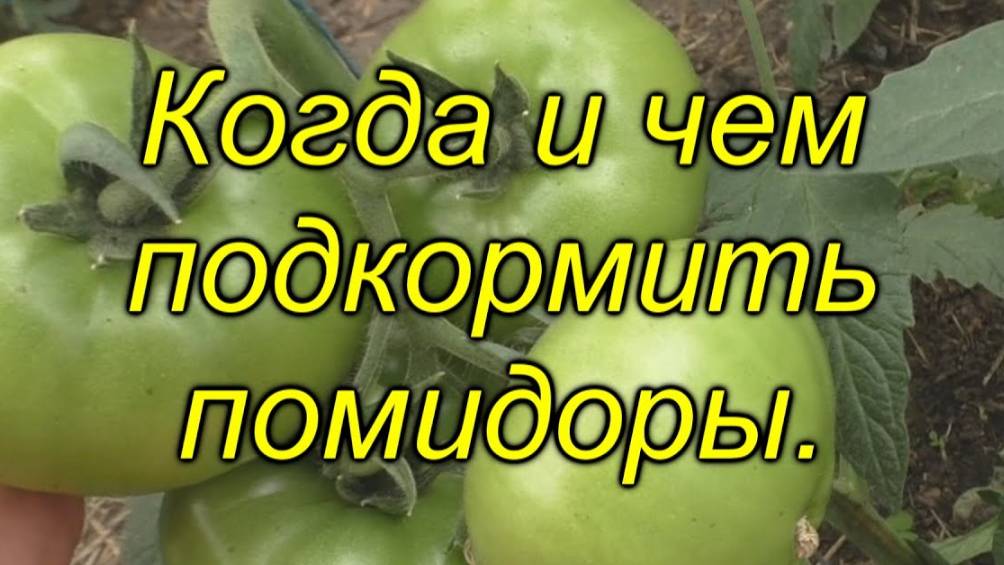 🍅Лучшая подкормка для томатов – когда и чем удобрять? Правильная подкормка